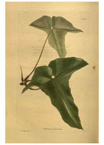Reproducción/Reproduction 48755416926: The botanical cabinet. London :John & Arthur Arch ...,1817-1833.. 
