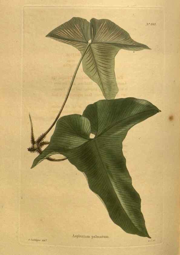 Reproducción/Reproduction 48755416926: The botanical cabinet. London :John & Arthur Arch ...,1817-1833.. 