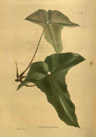 Reproducción/Reproduction 48755416926: The botanical cabinet. London :John & Arthur Arch ...,1817-1833.. 
