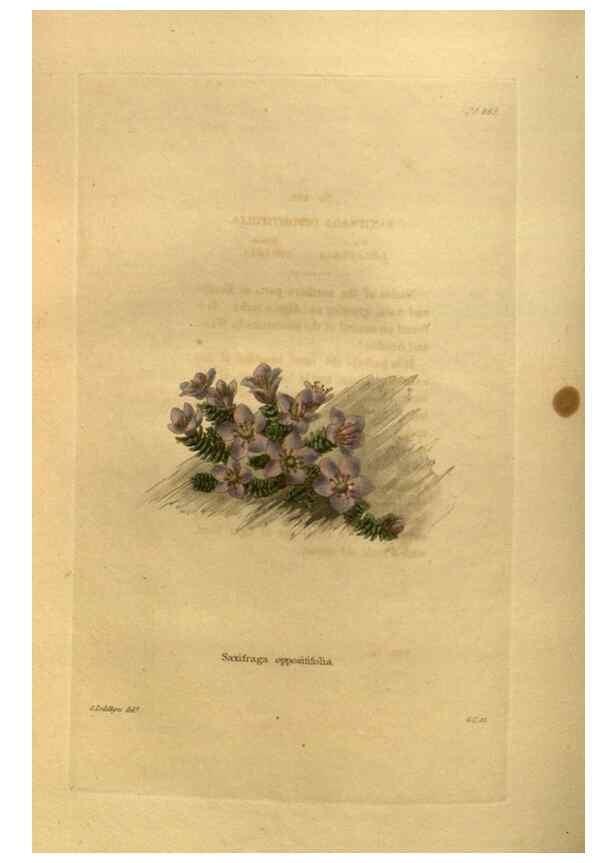 Reproducción/Reproduction 48755613167: The botanical cabinet. London :John & Arthur Arch ...,1817-1833.. 