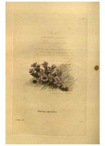 Reproducción/Reproduction 48755613167: The botanical cabinet. London :John & Arthur Arch ...,1817-1833.. 