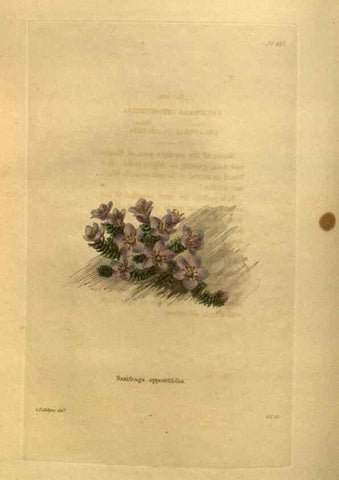 Reproducción/Reproduction 48755613167: The botanical cabinet. London :John & Arthur Arch ...,1817-1833.. 