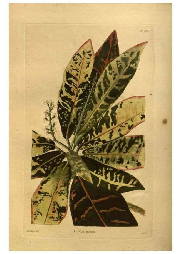 Reproducción/Reproduction 48755613642: The botanical cabinet. London :John & Arthur Arch ...,1817-1833.. 