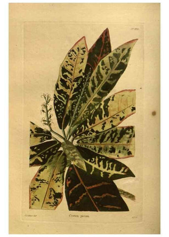 Reproducción/Reproduction 48755613642: The botanical cabinet. London :John & Arthur Arch ...,1817-1833.. 