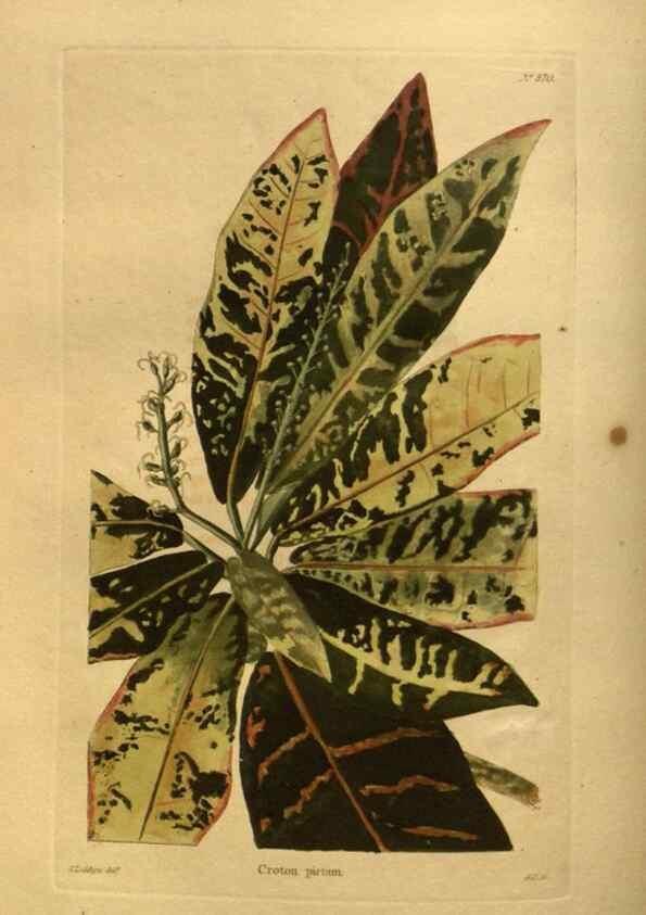 Reproducción/Reproduction 48755613642: The botanical cabinet. London :John & Arthur Arch ...,1817-1833.. 