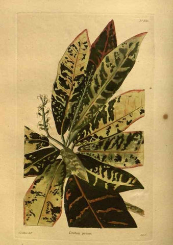 Reproducción/Reproduction 48755613642: The botanical cabinet. London :John & Arthur Arch ...,1817-1833.. 