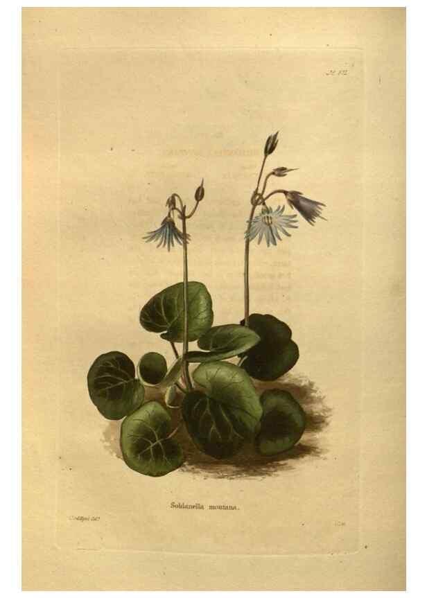 Reproducción/Reproduction 48755098203: The botanical cabinet. London :John & Arthur Arch ...,1817-1833.. 