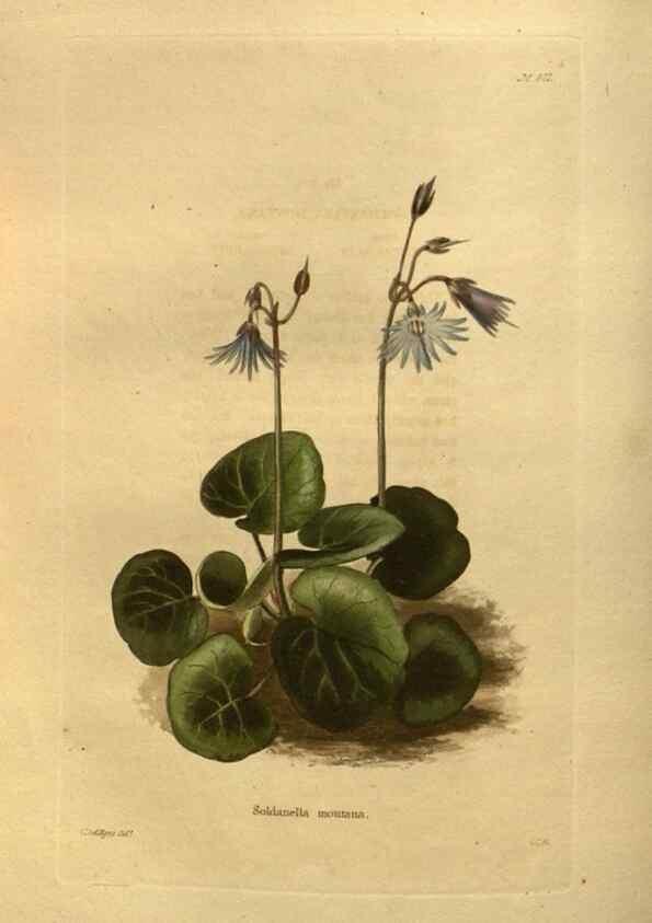 Reproducción/Reproduction 48755098203: The botanical cabinet. London :John & Arthur Arch ...,1817-1833.. 