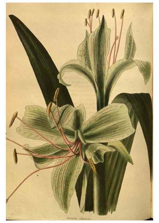 Reproducción/Reproduction 48755414991: The botanical cabinet. London :John & Arthur Arch ...,1817-1833.. 