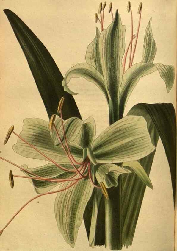 Reproducción/Reproduction 48755414991: The botanical cabinet. London :John & Arthur Arch ...,1817-1833.. 