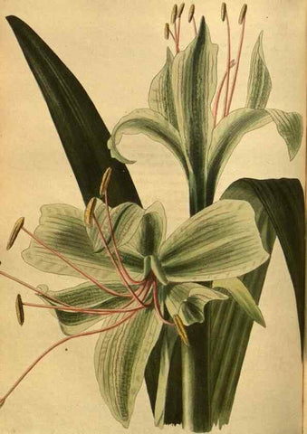 Reproducción/Reproduction 48755414991: The botanical cabinet. London :John & Arthur Arch ...,1817-1833.. 
