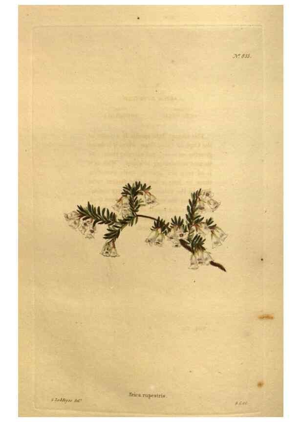 Reproducción/Reproduction 48755411216: The botanical cabinet. London :John & Arthur Arch ...,1817-1833.. 