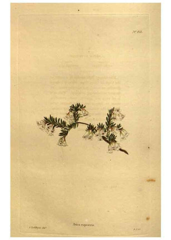 Reproducción/Reproduction 48755411216: The botanical cabinet. London :John & Arthur Arch ...,1817-1833.. 