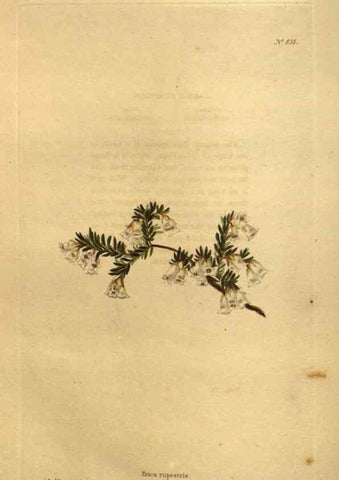 Reproducción/Reproduction 48755411216: The botanical cabinet. London :John & Arthur Arch ...,1817-1833.. 