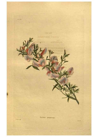 Reproducción/Reproduction 48755107018: The botanical cabinet. London :John & Arthur Arch ...,1817-1833.. 