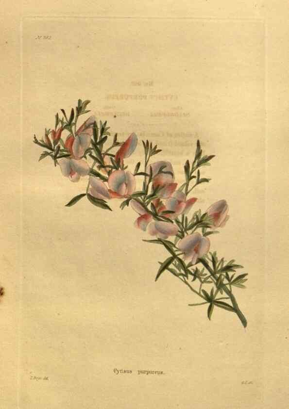Reproducción/Reproduction 48755107018: The botanical cabinet. London :John & Arthur Arch ...,1817-1833.. 
