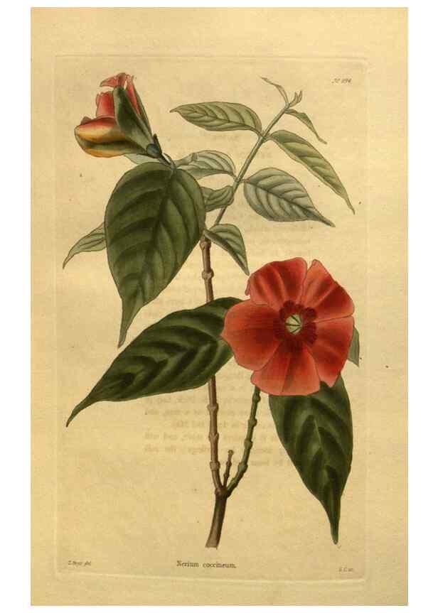 Reproducción/Reproduction 48755107878: The botanical cabinet. London :John & Arthur Arch ...,1817-1833.. 