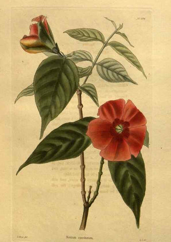 Reproducción/Reproduction 48755107878: The botanical cabinet. London :John & Arthur Arch ...,1817-1833.. 
