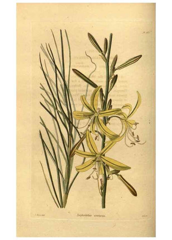 Reproducción/Reproduction 48755175343: The botanical cabinet. London :John & Arthur Arch ...,1817-1833.. 