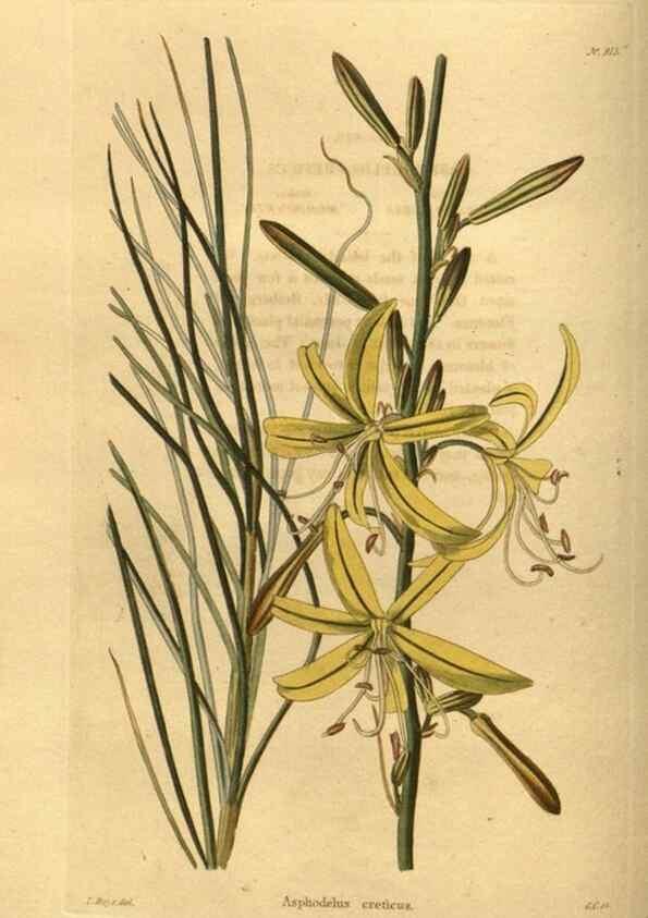 Reproducción/Reproduction 48755175343: The botanical cabinet. London :John & Arthur Arch ...,1817-1833.. 