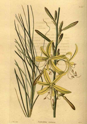 Reproducción/Reproduction 48755175343: The botanical cabinet. London :John & Arthur Arch ...,1817-1833.. 
