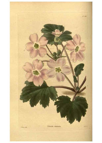Reproducción/Reproduction 48755691827: The botanical cabinet. London :John & Arthur Arch ...,1817-1833.. 