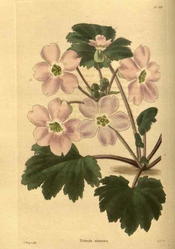 Reproducción/Reproduction 48755691827: The botanical cabinet. London :John & Arthur Arch ...,1817-1833.. 