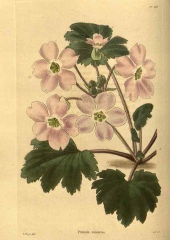 Reproducción/Reproduction 48755691827: The botanical cabinet. London :John & Arthur Arch ...,1817-1833.. 