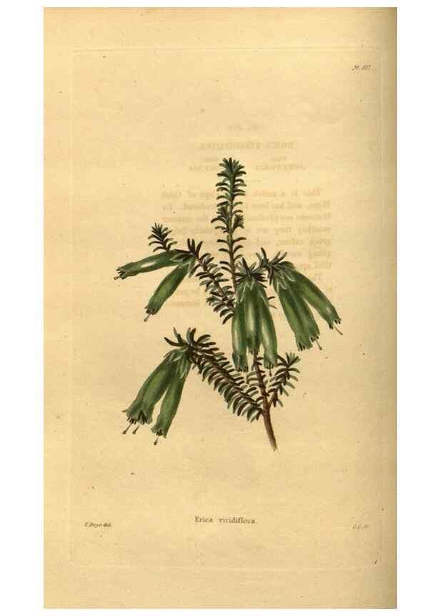 Reproducción/Reproduction 48755176168: The botanical cabinet. London :John & Arthur Arch ...,1817-1833.. 
