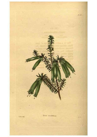 Reproducción/Reproduction 48755176168: The botanical cabinet. London :John & Arthur Arch ...,1817-1833.. 