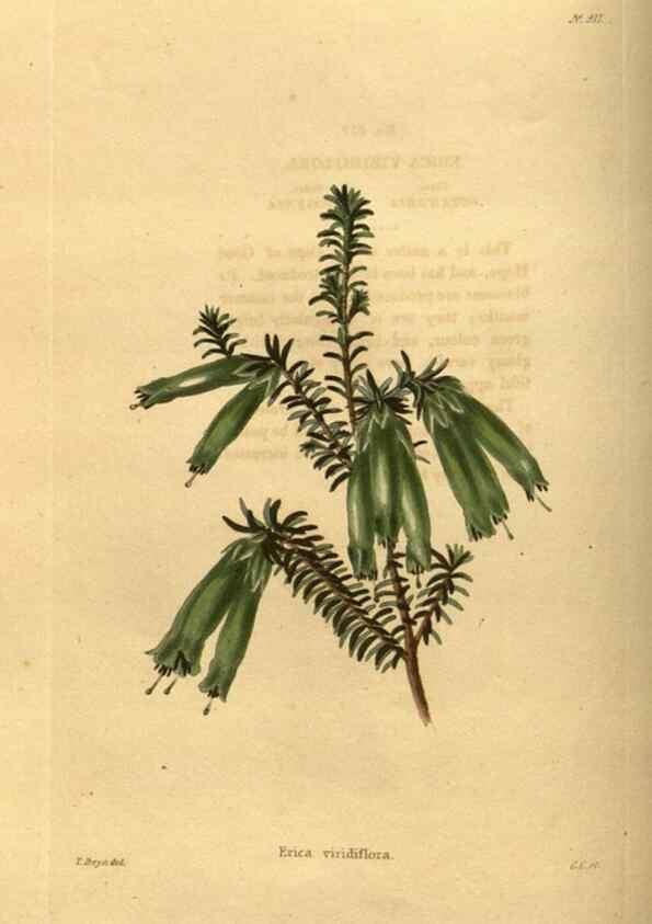 Reproducción/Reproduction 48755176168: The botanical cabinet. London :John & Arthur Arch ...,1817-1833.. 