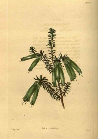 Reproducción/Reproduction 48755176168: The botanical cabinet. London :John & Arthur Arch ...,1817-1833.. 