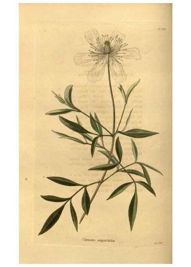 Reproducción/Reproduction 48755496606: The botanical cabinet. London :John & Arthur Arch ...,1817-1833.. 