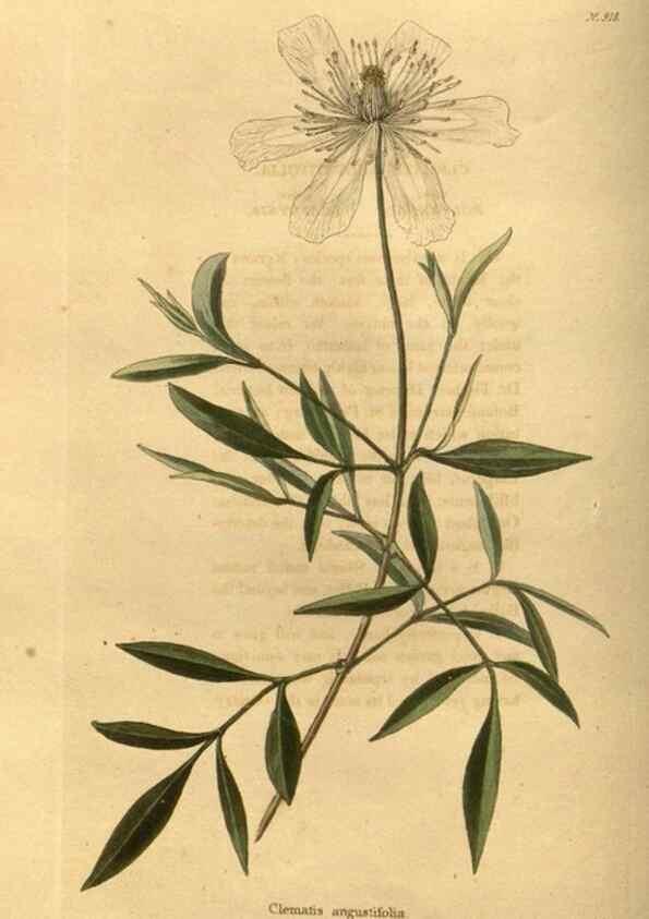 Reproducción/Reproduction 48755496606: The botanical cabinet. London :John & Arthur Arch ...,1817-1833.. 