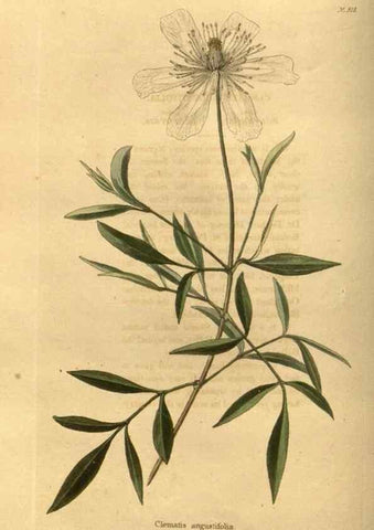 Reproducción/Reproduction 48755496606: The botanical cabinet. London :John & Arthur Arch ...,1817-1833.. 