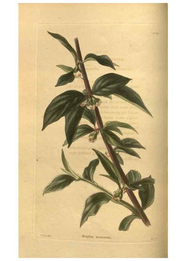Reproducción/Reproduction 48755177018: The botanical cabinet. London :John & Arthur Arch ...,1817-1833.. 