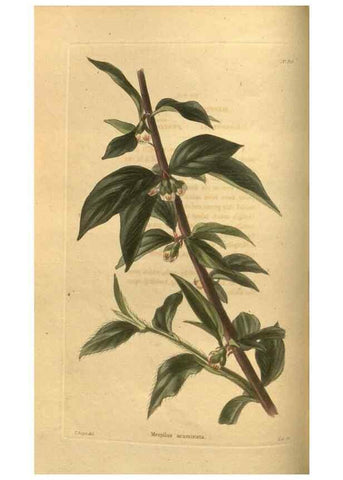 Reproducción/Reproduction 48755177018: The botanical cabinet. London :John & Arthur Arch ...,1817-1833.. 