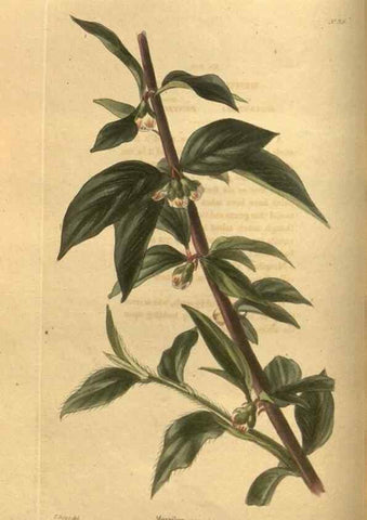 Reproducción/Reproduction 48755177018: The botanical cabinet. London :John & Arthur Arch ...,1817-1833.. 
