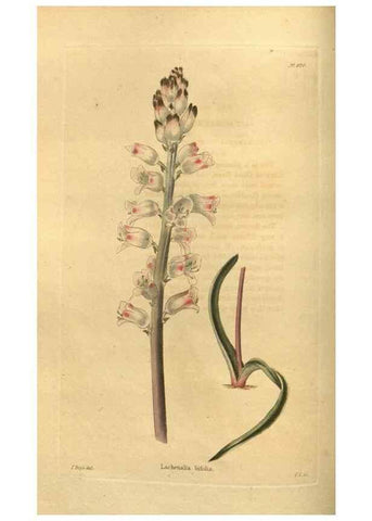 Reproducción/Reproduction 48755693742: The botanical cabinet. London :John & Arthur Arch ...,1817-1833.. 