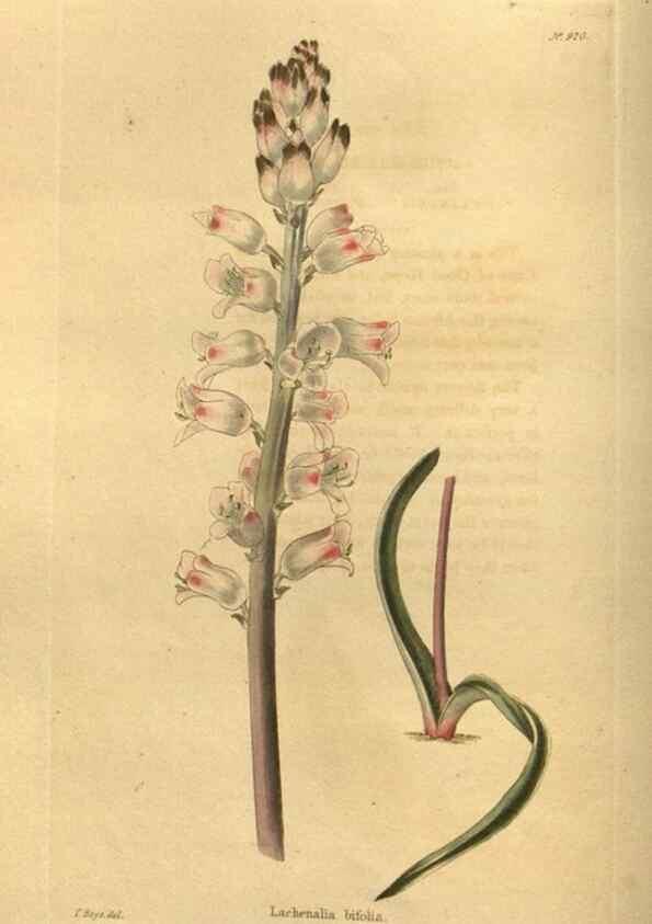 Reproducción/Reproduction 48755693742: The botanical cabinet. London :John & Arthur Arch ...,1817-1833.. 