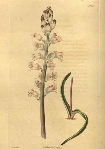 Reproducción/Reproduction 48755693742: The botanical cabinet. London :John & Arthur Arch ...,1817-1833.. 