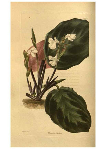 Reproducción/Reproduction 48755694232: The botanical cabinet. London :John & Arthur Arch ...,1817-1833.. 