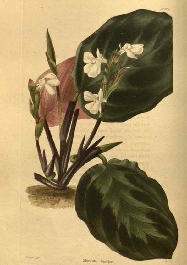 Reproducción/Reproduction 48755694232: The botanical cabinet. London :John & Arthur Arch ...,1817-1833.. 