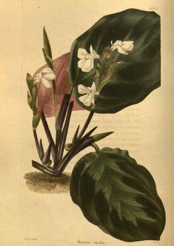 Reproducción/Reproduction 48755694232: The botanical cabinet. London :John & Arthur Arch ...,1817-1833.. 