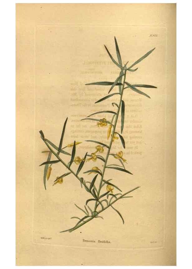 Reproducción/Reproduction 48755498411: The botanical cabinet. London :John & Arthur Arch ...,1817-1833.. 