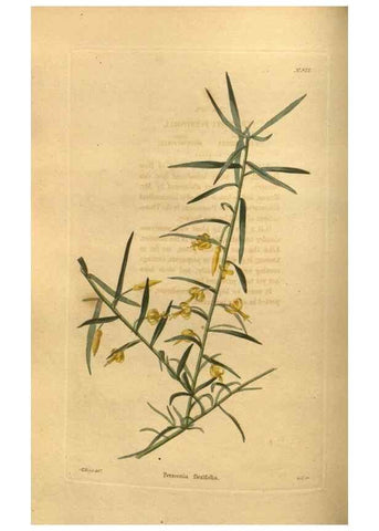 Reproducción/Reproduction 48755498411: The botanical cabinet. London :John & Arthur Arch ...,1817-1833.. 