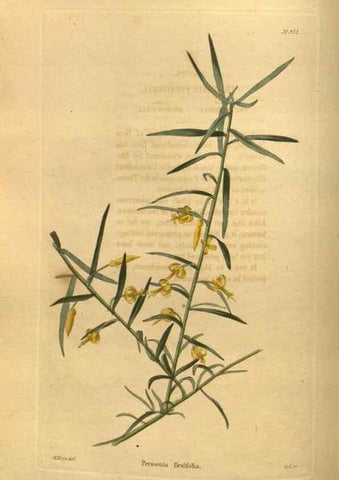 Reproducción/Reproduction 48755498411: The botanical cabinet. London :John & Arthur Arch ...,1817-1833.. 