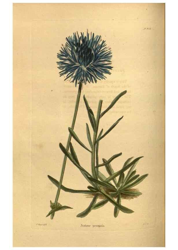 Reproducción/Reproduction 48755695152: The botanical cabinet. London :John & Arthur Arch ...,1817-1833.. 