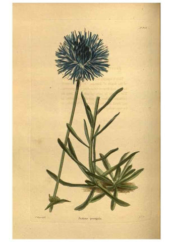 Reproducción/Reproduction 48755695152: The botanical cabinet. London :John & Arthur Arch ...,1817-1833.. 