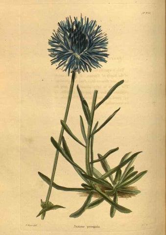 Reproducción/Reproduction 48755695152: The botanical cabinet. London :John & Arthur Arch ...,1817-1833.. 